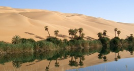 واحة