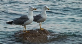 Клуша