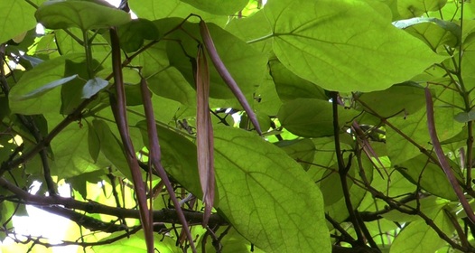 Алиса ғажайыптар елінде порно