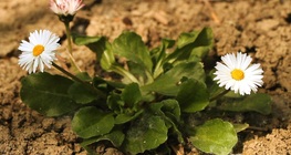 Daisy