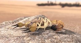Андроктонус южный, или жёлтый толстохвостый скорпион