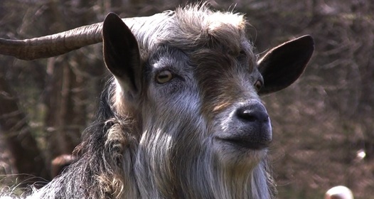 Аяқтарды көрсету