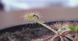 Carnivorous plants