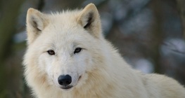 El lobo