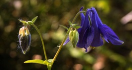 Common columbine
