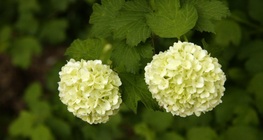 Common snowball