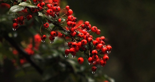 Ірі пландағы сексуалдық бейне