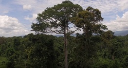 Desde el Sáhara hasta la Amazonia