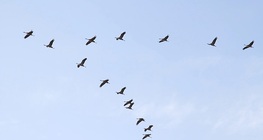 Migración animal