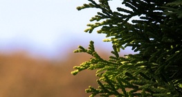 Thuja occidentalis