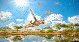 Migratory locust