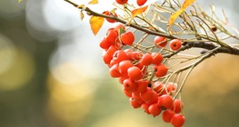 Frutos del bosque