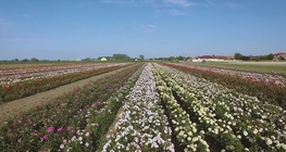 La industria del cultivo de rosales