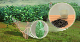 Planta de té