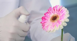 Cómo teñir una flor