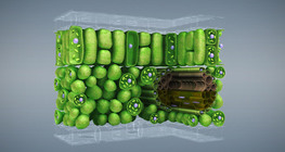 Plant tissues