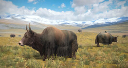 Yak doméstico