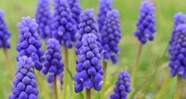 Las plantas perennes