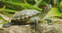 La tortuga pintada