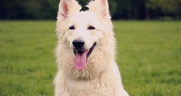 El sentido del olfato de un perro
