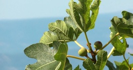 La higuera