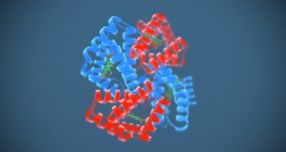 Hemoglobina