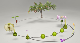 Ciclo de vida de las plantas