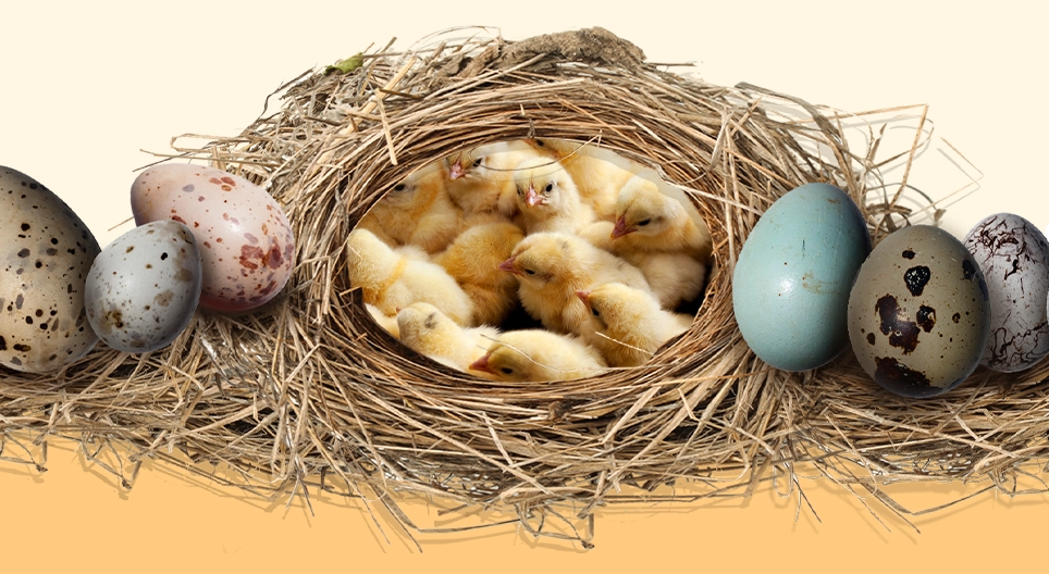 The secret of eggs