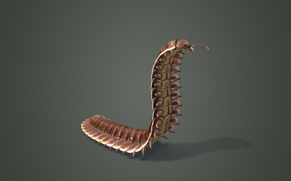 Arthropleura