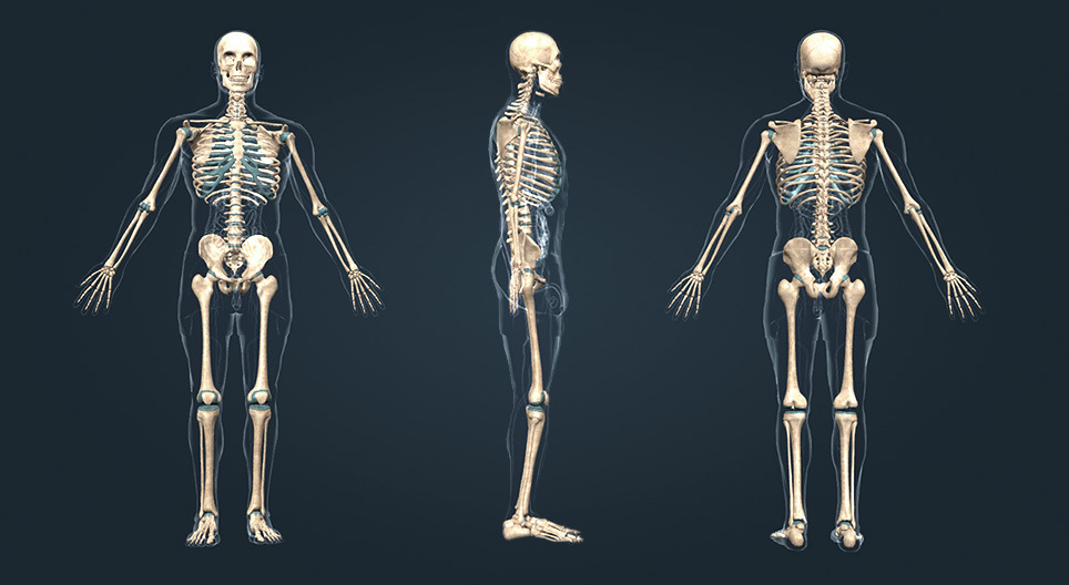  nsan skeleti 3B G r nt Mozaik Dijital E itim Ve renme