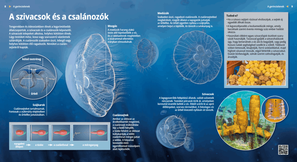 Jellyfish and Sponges Simple Organisms 电子课程 Mozaik电子教育与学习