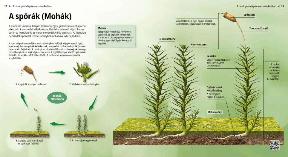 Spores (Mosses)