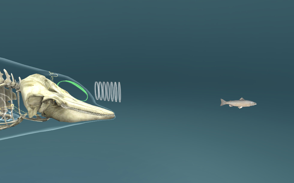 常见的宽吻海豚 - 3D动画 - Mozaik电子教育与学习